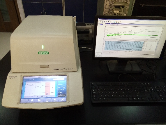 实时定量PCR